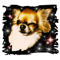 [LINEスタンプ] チワワのはなちゃん