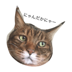 [LINEスタンプ] 石の上にも3年寝タロー