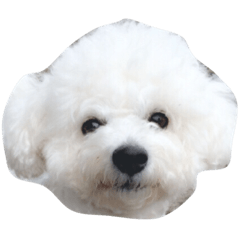 [LINEスタンプ] ビションフリーゼのポポ