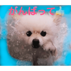 [LINEスタンプ] ポメの一休