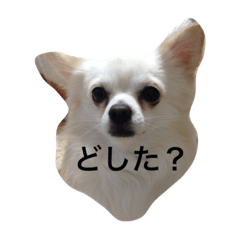 [LINEスタンプ] ふぇふぇ太