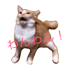 [LINEスタンプ] ひとことスタンプにゃ