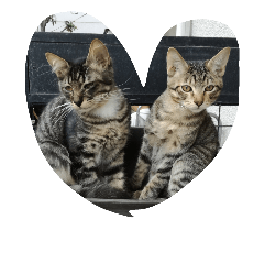 [LINEスタンプ] cool cats 2