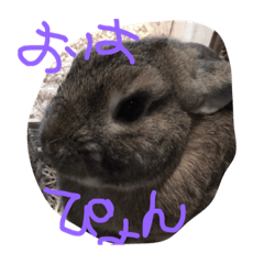 [LINEスタンプ] 癒しウサギ
