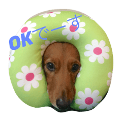 [LINEスタンプ] 私の犬 1