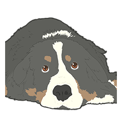[LINEスタンプ] バーニーズのお返事