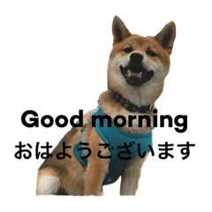 [LINEスタンプ] 柴犬 ひろし 挨拶