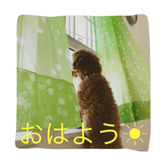 [LINEスタンプ] トイプードルTETO