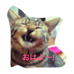 [LINEスタンプ] Cat's ugly