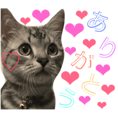 [LINEスタンプ] pom chan.