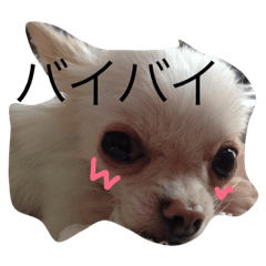 [LINEスタンプ] チワワのもち