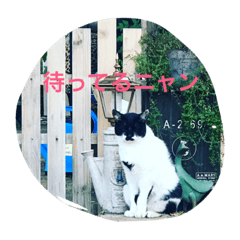 [LINEスタンプ] ニャンダフル＆チェス