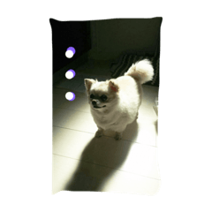 [LINEスタンプ] 犬です⁉︎チワワのこつぶです！