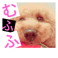 [LINEスタンプ] 可愛いトイプー