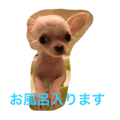 [LINEスタンプ] モナとヒメとチャメ