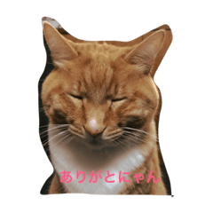 [LINEスタンプ] にゃにゃにゃにゃにゃにゃ