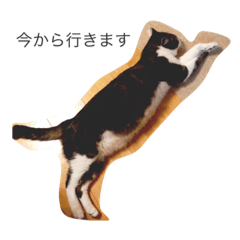 [LINEスタンプ] ねこ×3