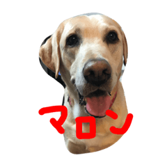[LINEスタンプ] まろんさま