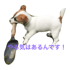 [LINEスタンプ] ジャックラッセルのタバサ