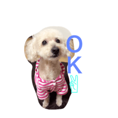 [LINEスタンプ] wanwanPoodleciwapoo