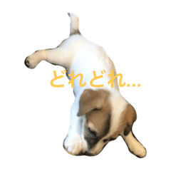 [LINEスタンプ] ジャックラッセルのタバサ2