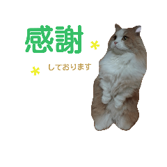 [LINEスタンプ] リアル猫スタ＊ふわもふルルの日常会話
