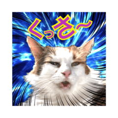 [LINEスタンプ] 毛玉様と愉快な三毛猫達