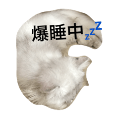 [LINEスタンプ] こゆちゃん