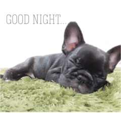 [LINEスタンプ] フレブルのはなちゃん