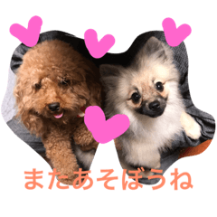 [LINEスタンプ] ポメラニアンのぽぽちゃん