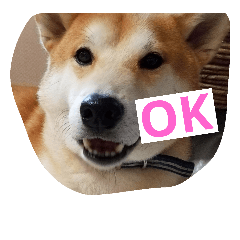 [LINEスタンプ] shiba-chibi