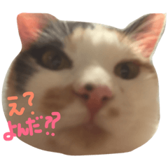 [LINEスタンプ] タモスタンプ