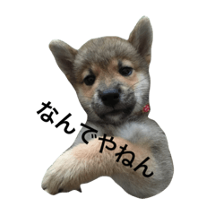 [LINEスタンプ] 柴犬ハナちゃん その1