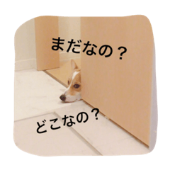 [LINEスタンプ] コーギーのぽむ2