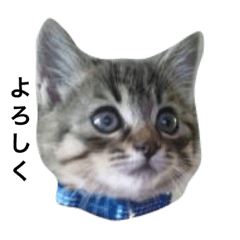 [LINEスタンプ] ともたん家のねこ