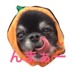 [LINEスタンプ] ブラックタンチワワのピノくん