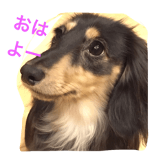 [LINEスタンプ] ダックス・フェイス