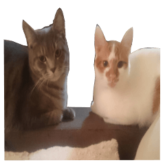 うちのねこ様、ぎんとえぴ。