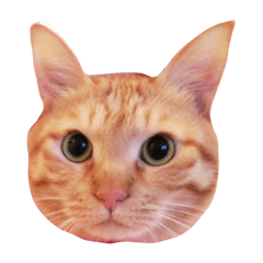 [LINEスタンプ] 桃たん蜜柑アダム