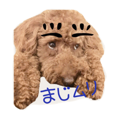 [LINEスタンプ] プードルの兄妹