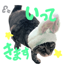 [LINEスタンプ] にゃーた大佐と時々べんちゃんこっちゃん