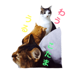[LINEスタンプ] ゆき猫