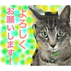 [LINEスタンプ] 使える！にゃんこ！