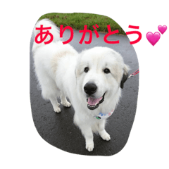 [LINEスタンプ] グレートピレニーズのとらゆきくん