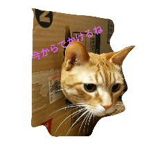 [LINEスタンプ] nyan1