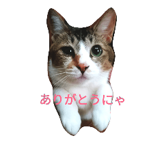 [LINEスタンプ] She is OMAME！！