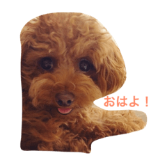 [LINEスタンプ] ラキキ(ティーカッププードル)