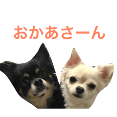 [LINEスタンプ] ちいすうあんず