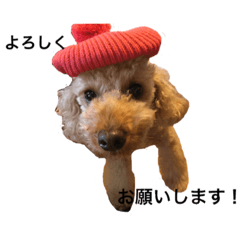 [LINEスタンプ] トイプードル マイケルの日常 2