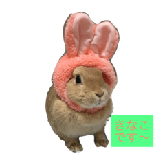 [LINEスタンプ] 我が家のうさぎたち
